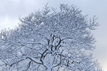 木々に積もる雪.