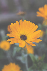 colourful swirley bokeh flowers