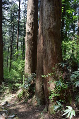 羽黒山の杉並木 ／ 山形県鶴岡市の羽黒山参道の杉並木は県指定史跡で、全国かおり風景百選、森林浴の森百選に選定されています。随神門から始まる表参道は、全長約1.7km、2446段の長い石段で、頂上に至るまで杉並木が続きます。杉並木の数は500本以上で、樹齢350～500年の杉並木です。この杉並木は国の特別天然記念物に指定され「ミシュラン・グリーンガイド・ジャポン」にて、三ツ星を獲得しました。
