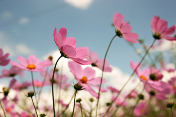 Pink Cosmos wildflowers - obrazy, fototapety, plakaty