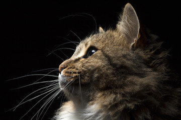 beautiful fluffy cat on a black background