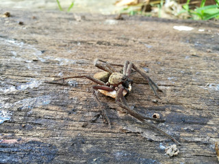 Huntsman Spider Maldon with egg