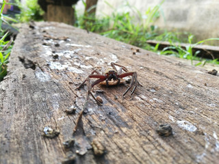 Huntsman Spider Maldon with egg