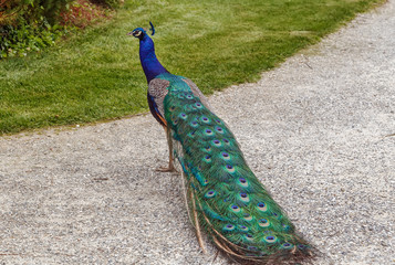 Obraz premium peacock in Eggenberg Palace park, Austria