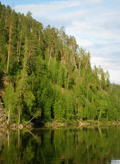 Mountain river in spruce forest on a background of blue sky