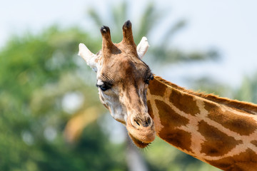 Northern Giraffe (Giraffa Camelopardalis) Portrait