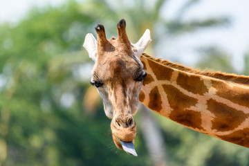 Naklejka premium Northern Giraffe (Giraffa Camelopardalis) Portrait