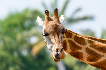 Northern Giraffe (Giraffa Camelopardalis) Portrait