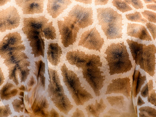 Obraz premium Żyrafa Skóra Tekstura Tła Skóry