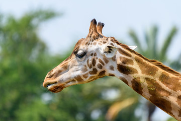 Northern Giraffe (Giraffa Camelopardalis) Portrait