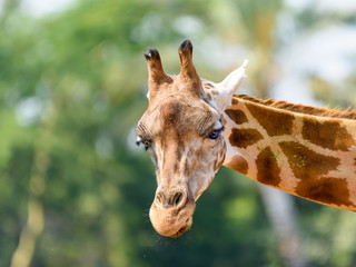 Northern Giraffe (Giraffa Camelopardalis) Portrait