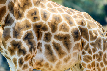 Giraffe Leather Skin Background Texture