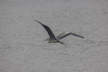 Naklejka premium Graureiher, Ardea cinerea im Flug