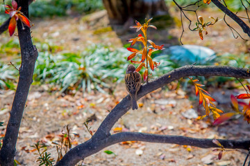 The sparrow alighted on the branch