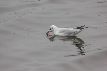 Möwe beim Fischfang