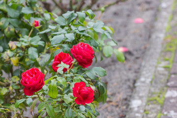 Rosen im Herbst, rot