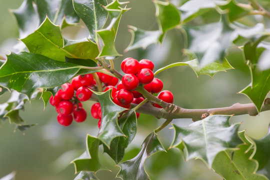 Fr&uuml;chte der europ&auml;ischen Stechpalme, Ilex