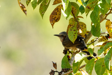 木の実を食べに来たヒヨドリ