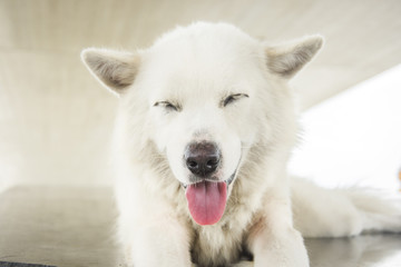 white dog close eyes sleep and smile blur background