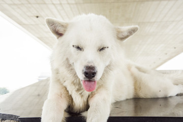 white dog close eyes sleep and smile blur background