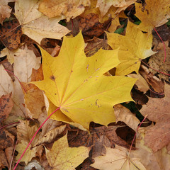 foglie autunnali all'aperto