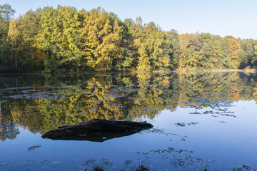Mirroring the forest on water and strain the water.