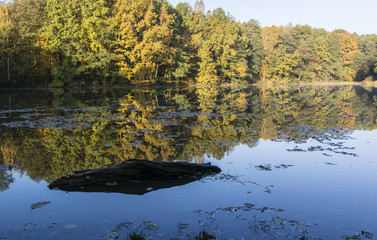 Mirroring the forest on water and strain the water.