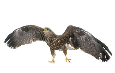 Common buzzard in studio
