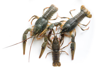 Live crayfish isolated on white background  
