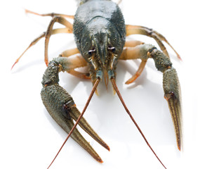 Live crayfish isolated on white background  