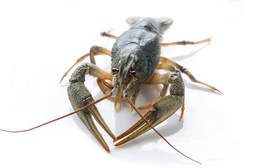 Live crayfish isolated on white background  