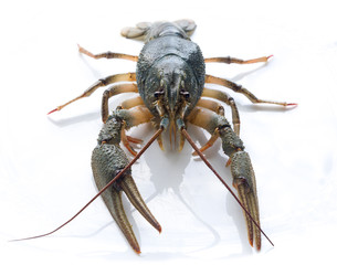 Live crayfish isolated on white background  
