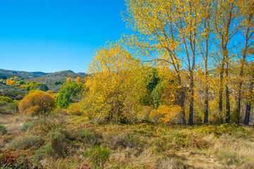 Trees in yellow autumn colors in sunlight