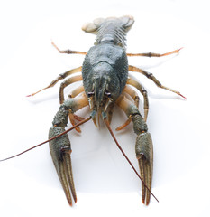 Live crayfish isolated on white background  