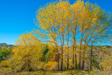Fototapeta premium Trees in yellow autumn colors in sunlight