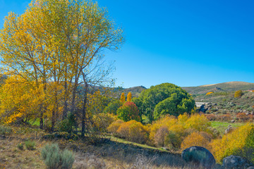 Obraz premium Trees in yellow autumn colors in sunlight