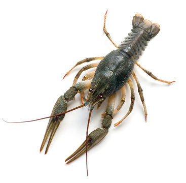 Live crayfish isolated on white background  