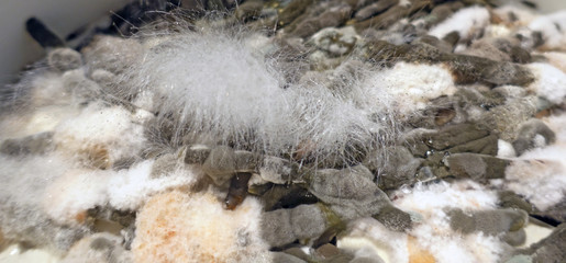 pourriture  alimentaire