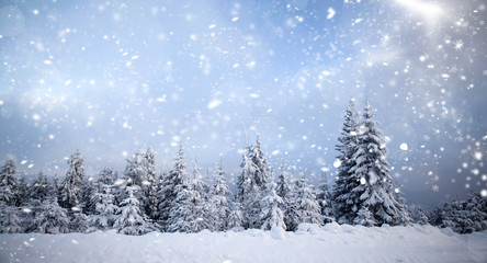 Winter landscape with snowy fir trees