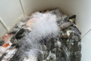 moisissure d'aliments