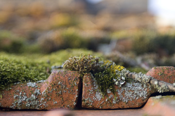 Mossy roof tiles