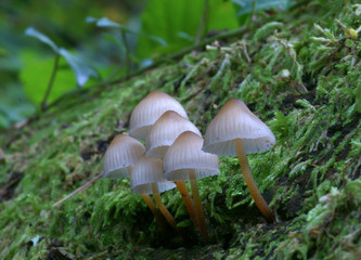 mycena mushrooms in the moss on a trunk