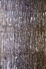 Coconut tree bark
