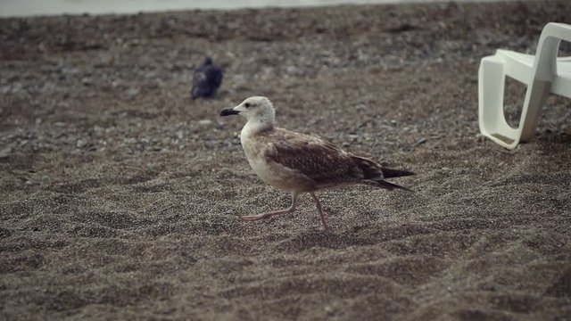 gull walking along the beach around the chaise-longue