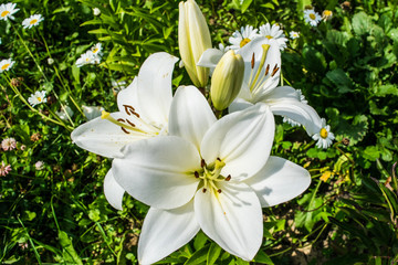 White lily blooming in a garden close up