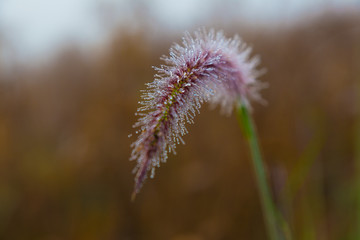 Obraz premium Dew on grass flower