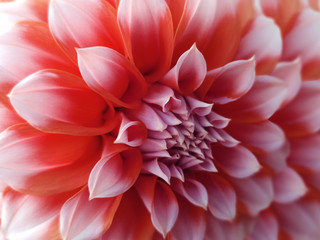 dahlia  flower, red-white.  Closeup.  beautiful dahlia. side view flower, the far background is blurred, for design. Nature..