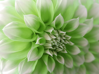 dahlia  flower, green-white.  Closeup.  beautiful dahlia. side view flower, the far background is blurred, for design. Nature..