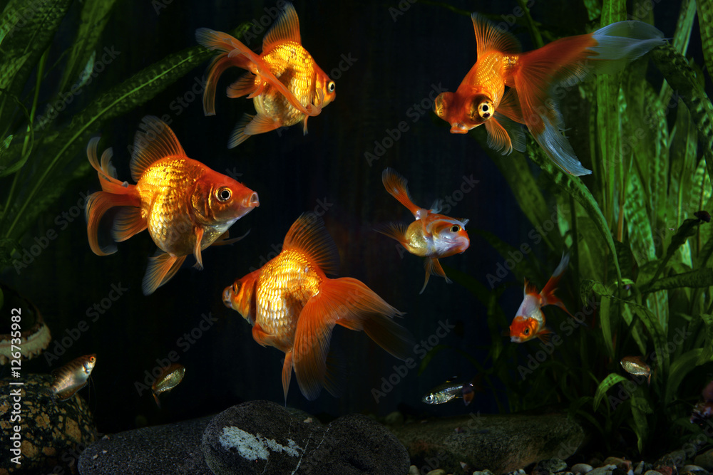 Canvas Prints Goldfish, aquarium, a fish on the background of aquatic plants