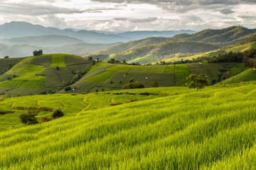 Green Terraced Rice Field in Pa Pong Pieng , Mae Chaem, Chiang Mai, Thailand